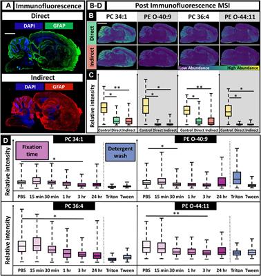 Optimized combination of MALDI MSI and immunofluorescence for neuroimaging of lipids within cellular microenvironments